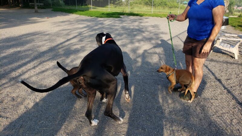 Essex Woods - Bangor, ME