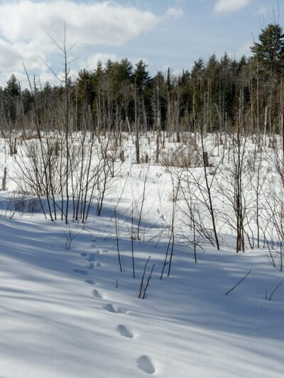 Walden-Parke Preserve - Bangor, ME