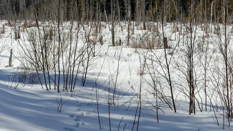 Walden-Parke Preserve - Bangor, ME