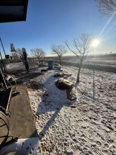 Russell’s dog park - Bard, NM