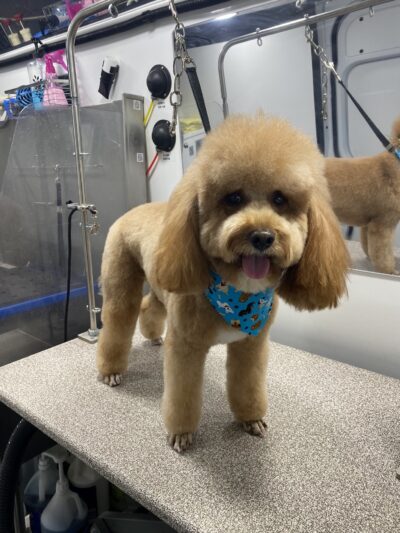 BarksNpurrs Petcare & Spa - ,