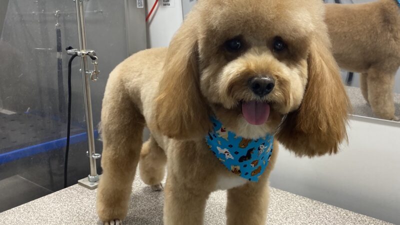 BarksNpurrs Petcare & Spa - ,