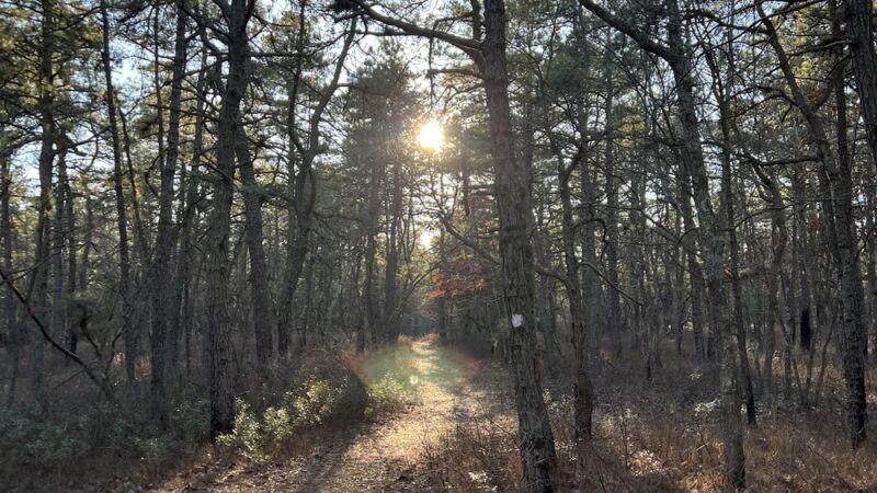 Lochiel Creek County Park - Barnegat, NJ