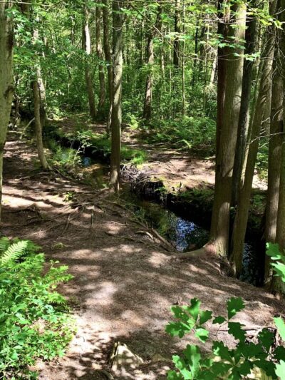 Lochiel Creek County Park - Barnegat, NJ
