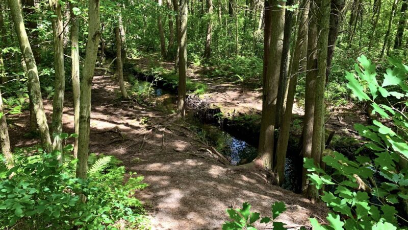 Lochiel Creek County Park - Barnegat, NJ