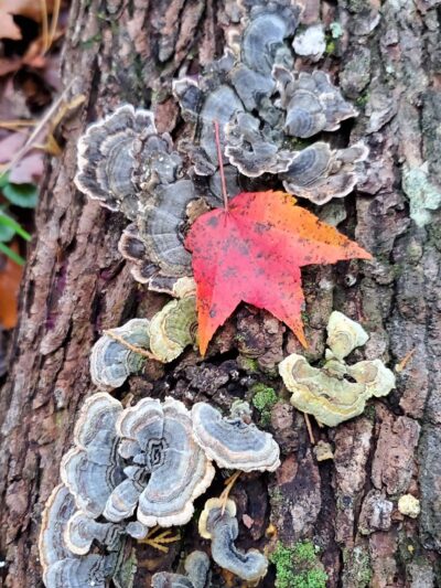 Lochiel Creek County Park - Barnegat, NJ