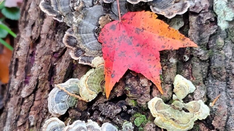 Lochiel Creek County Park - Barnegat, NJ