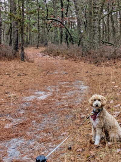 Lochiel Creek County Park - Barnegat, NJ