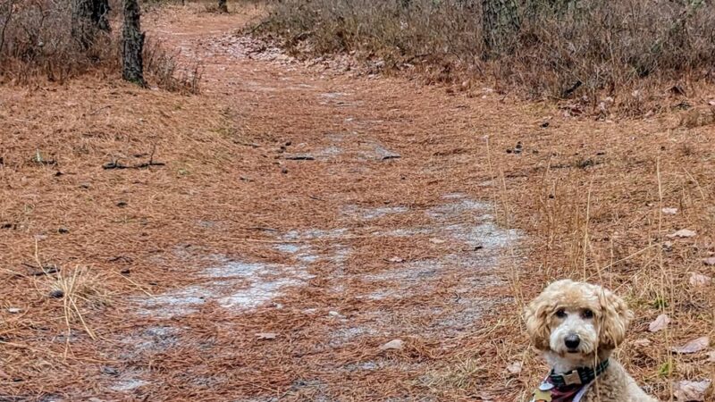Lochiel Creek County Park - Barnegat, NJ