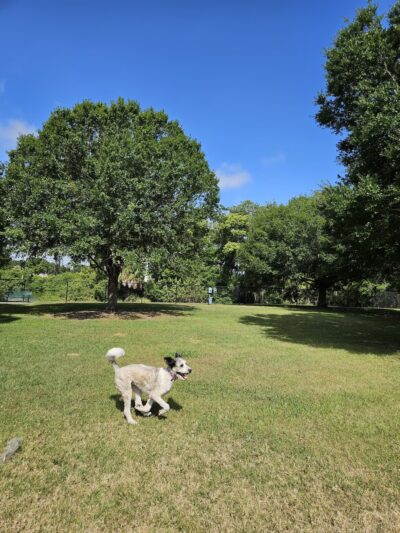 Bartow Dog Park - Bartow, FL