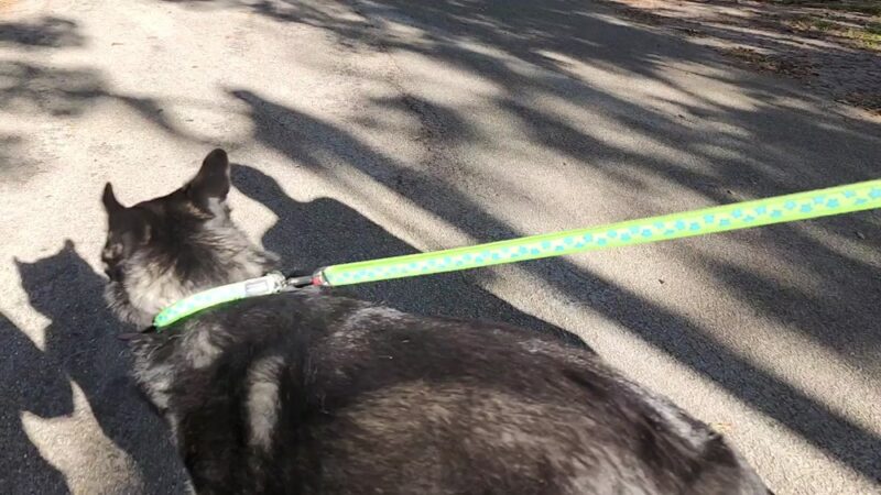 Bartow Dog Park - Bartow, FL