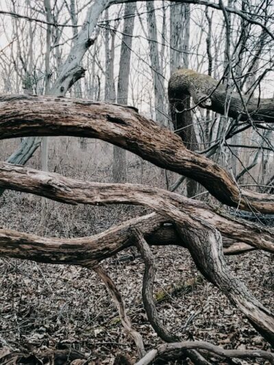 Sons of Liberty Farm - Basking Ridge, NJ