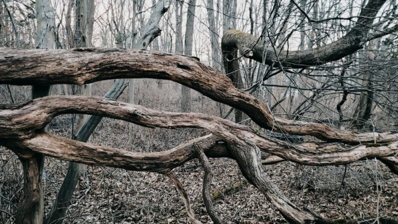 Sons of Liberty Farm - Basking Ridge, NJ