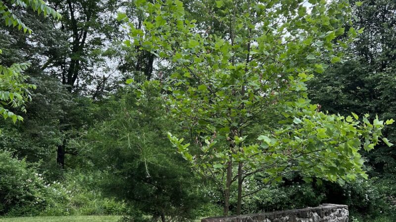 Sons of Liberty Farm - Basking Ridge, NJ