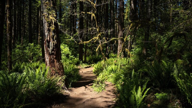 Bells Mountain Trailhead - Battle Ground, WA