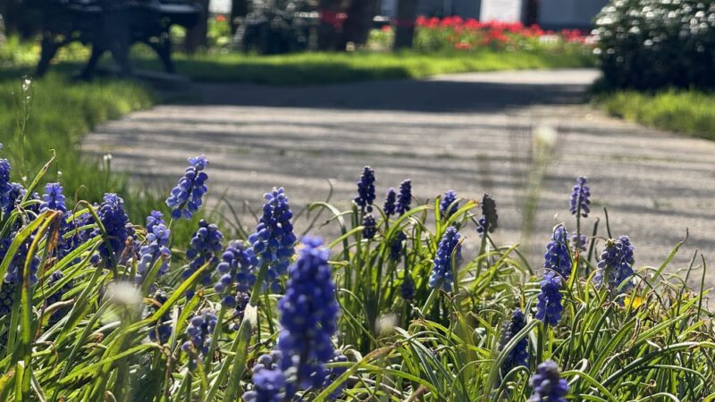 Central Park - Battle Ground, WA