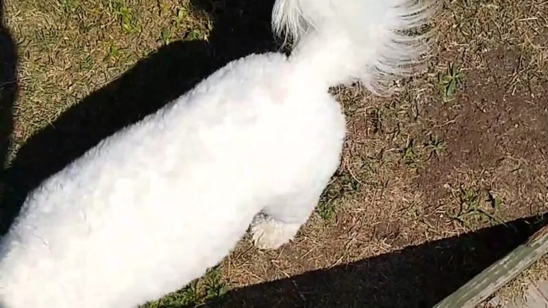 Barkway Dog Park - Bay City, TX