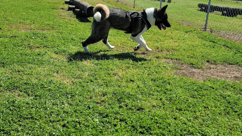 Barkway Dog Park - Bay City, TX