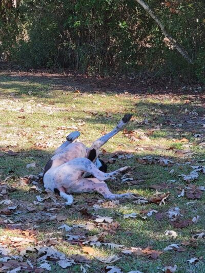 Dunbar dog park - Bay St Louis, MS