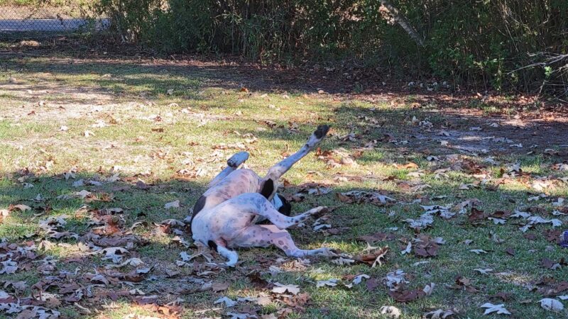 Dunbar dog park - Bay St Louis, MS