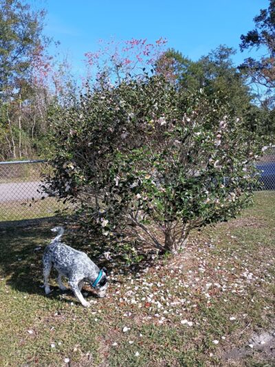 Dunbar dog park - Bay St Louis, MS
