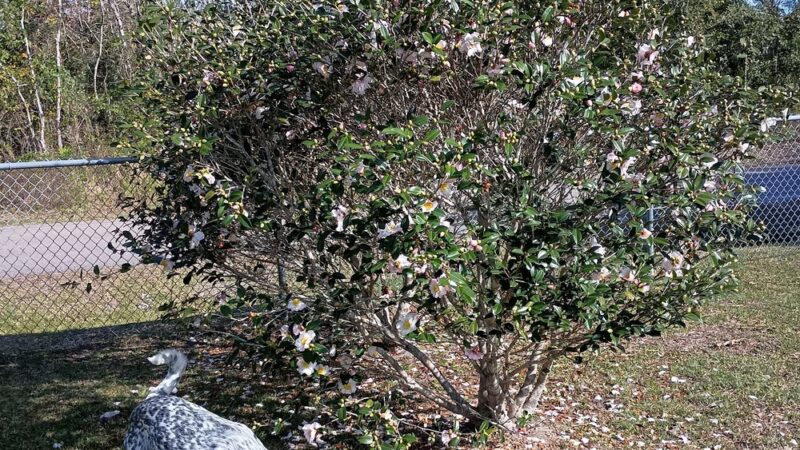 Dunbar dog park - Bay St Louis, MS