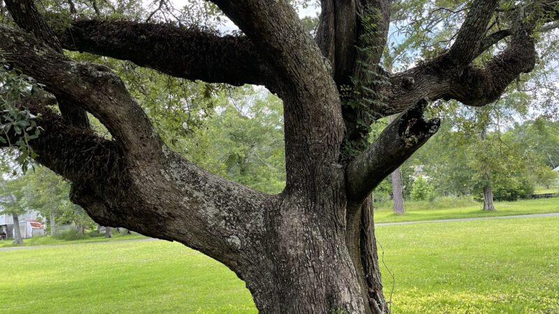 Bosarge Park - Bayou La Batre, AL