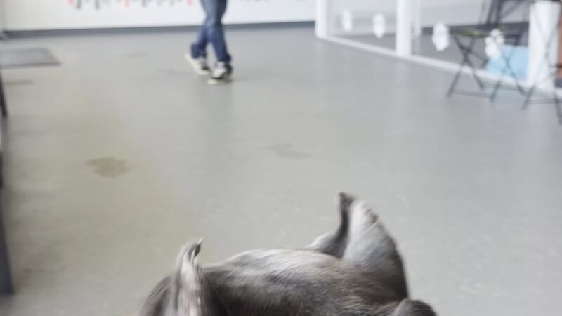 Off Leash K9 Training, Jersey Shore - Bayville, NJ