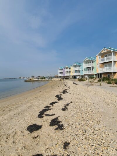 Beach Haven Doggy Bay - Beach Haven, NJ