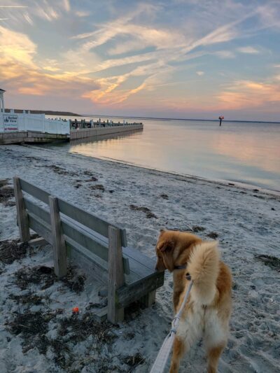 Beach Haven Doggy Bay - Beach Haven, NJ