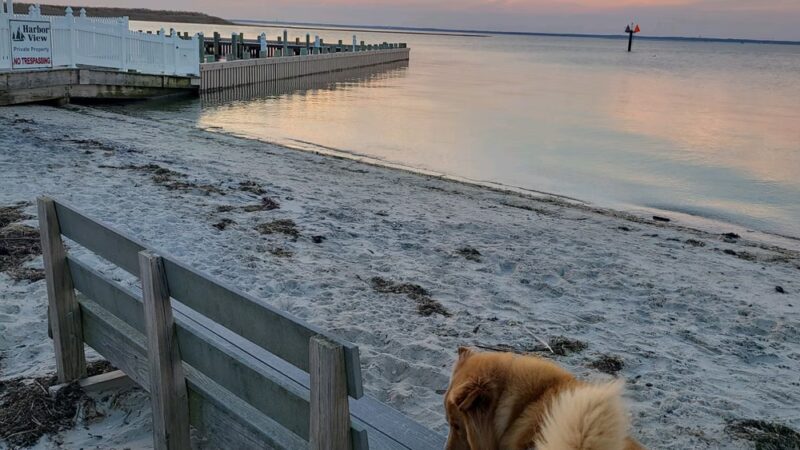 Beach Haven Doggy Bay - Beach Haven, NJ