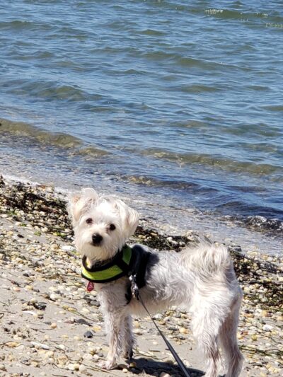 Dog Park - Beach Haven, NJ