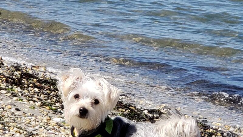 Dog Park - Beach Haven, NJ