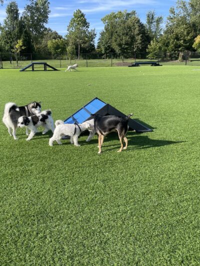 Barkwood Dog Park - Beachwood, OH