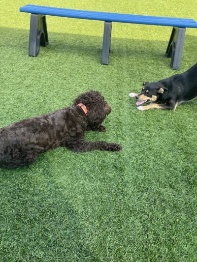 Barkwood Dog Park - Beachwood, OH