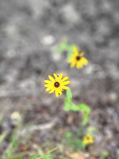 Chatham County Southwest District Park - Bear Creek, NC