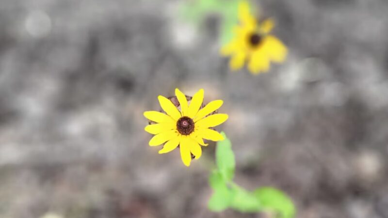 Chatham County Southwest District Park - Bear Creek, NC