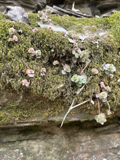 Beards Fork Rail Trail - Beards Fork, WV