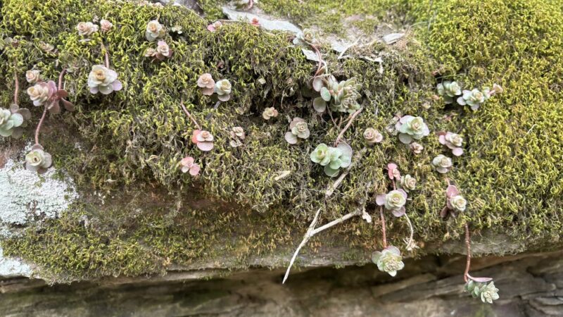 Beards Fork Rail Trail - Beards Fork, WV