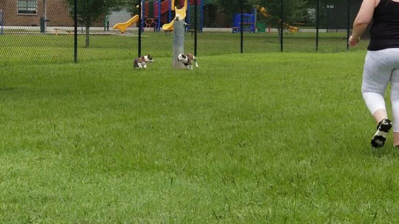 Ida Reed Dog Park - Beaumont, TX