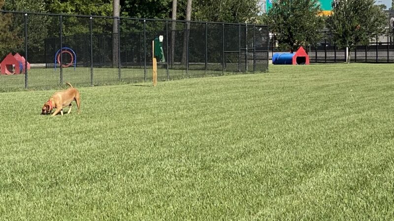 Ida Reed Dog Park - Beaumont, TX