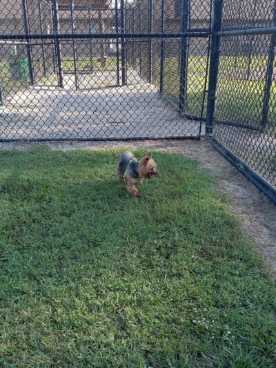 Ida Reed Dog Park - Beaumont, TX