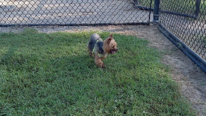 Ida Reed Dog Park - Beaumont, TX