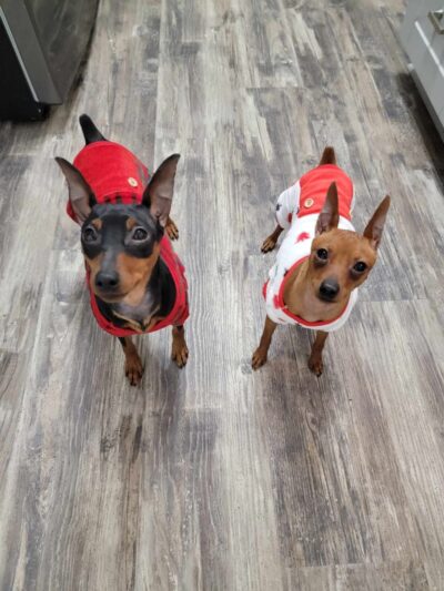 Darlington Paws - Beaver Falls, PA