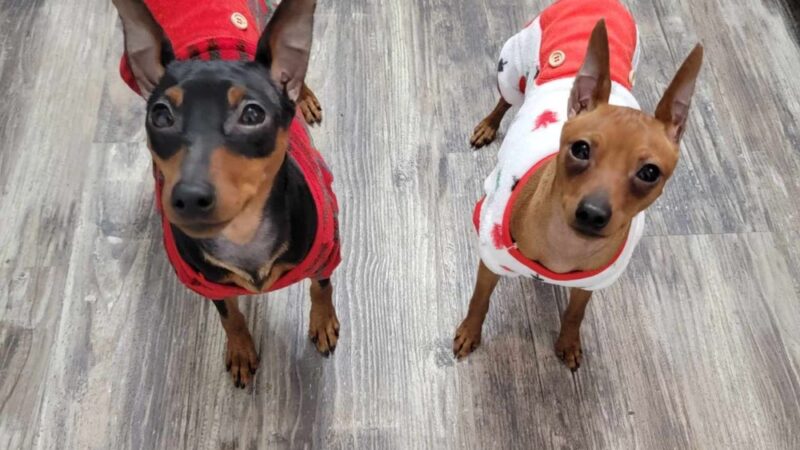 Darlington Paws - Beaver Falls, PA