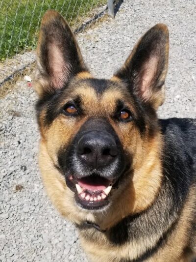 Darlington Paws - Beaver Falls, PA