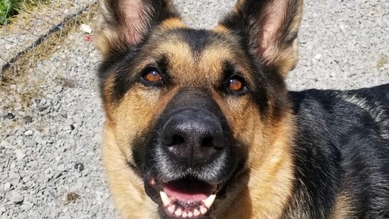 Darlington Paws - Beaver Falls, PA