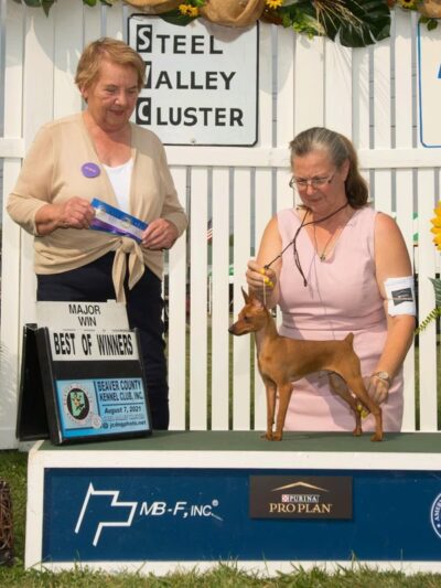 Darlington Paws - Beaver Falls, PA