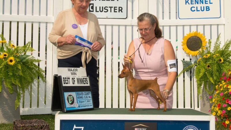 Darlington Paws - Beaver Falls, PA