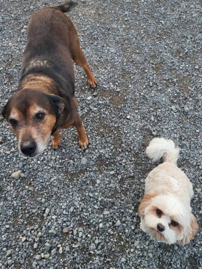 Darlington Paws - Beaver Falls, PA